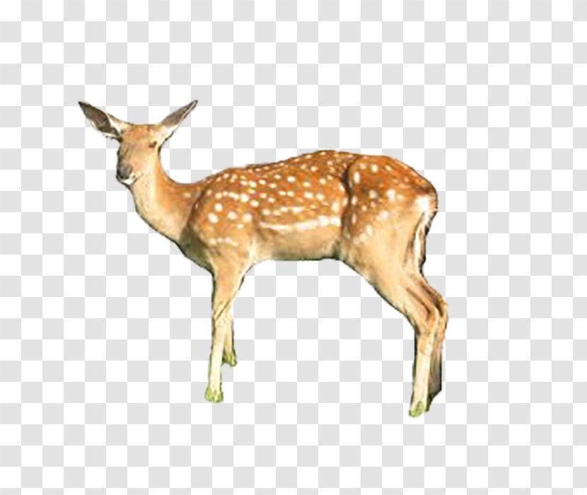 White-tailed Deer Formosan Sika Responsive Web Design - White Tailed Transparent PNG