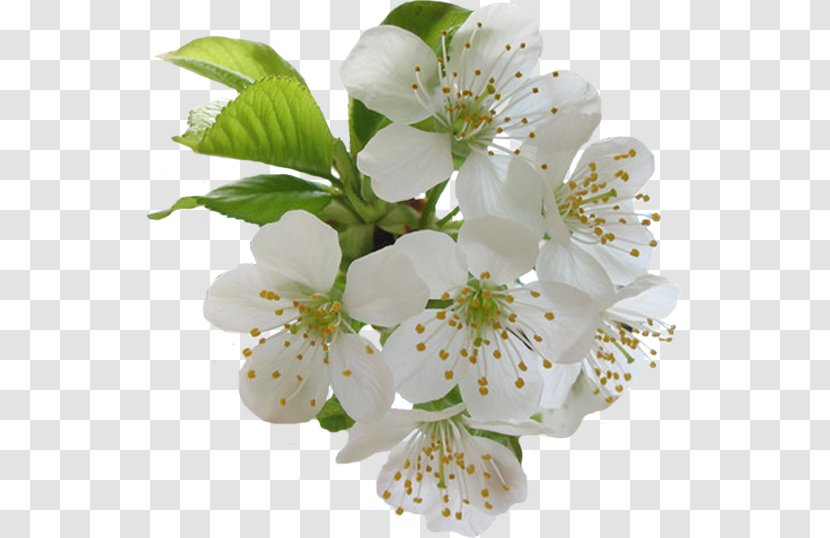 Flower Sweet Cherry Cerasus Blossom Blume - Plant Transparent PNG