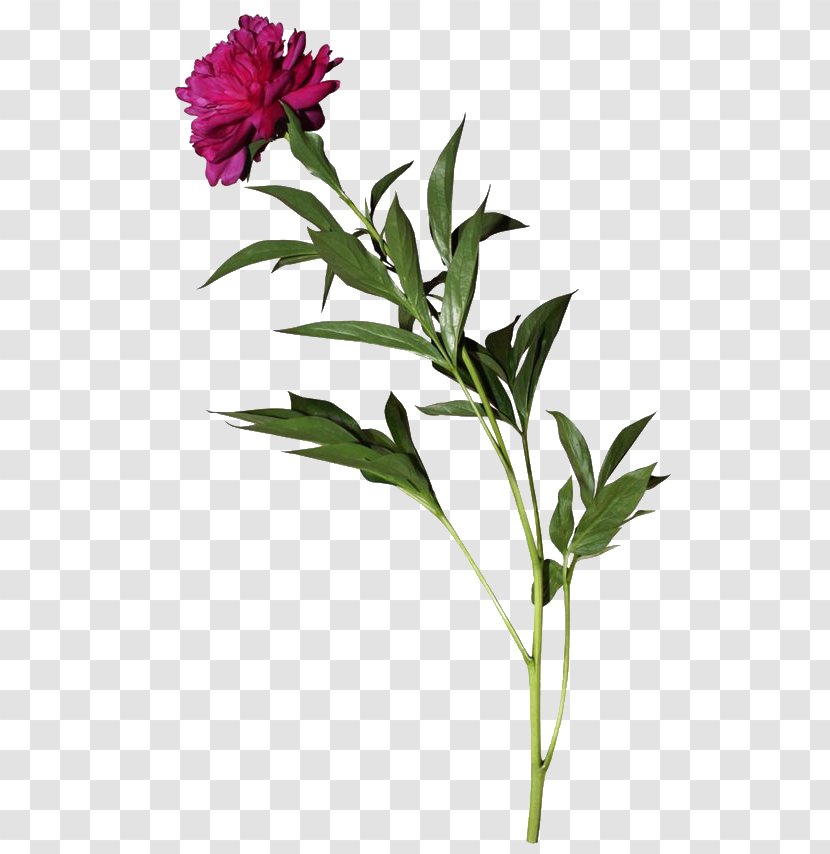 Cut Flowers Peony Flowerpot Plant Stem - Art Transparent PNG