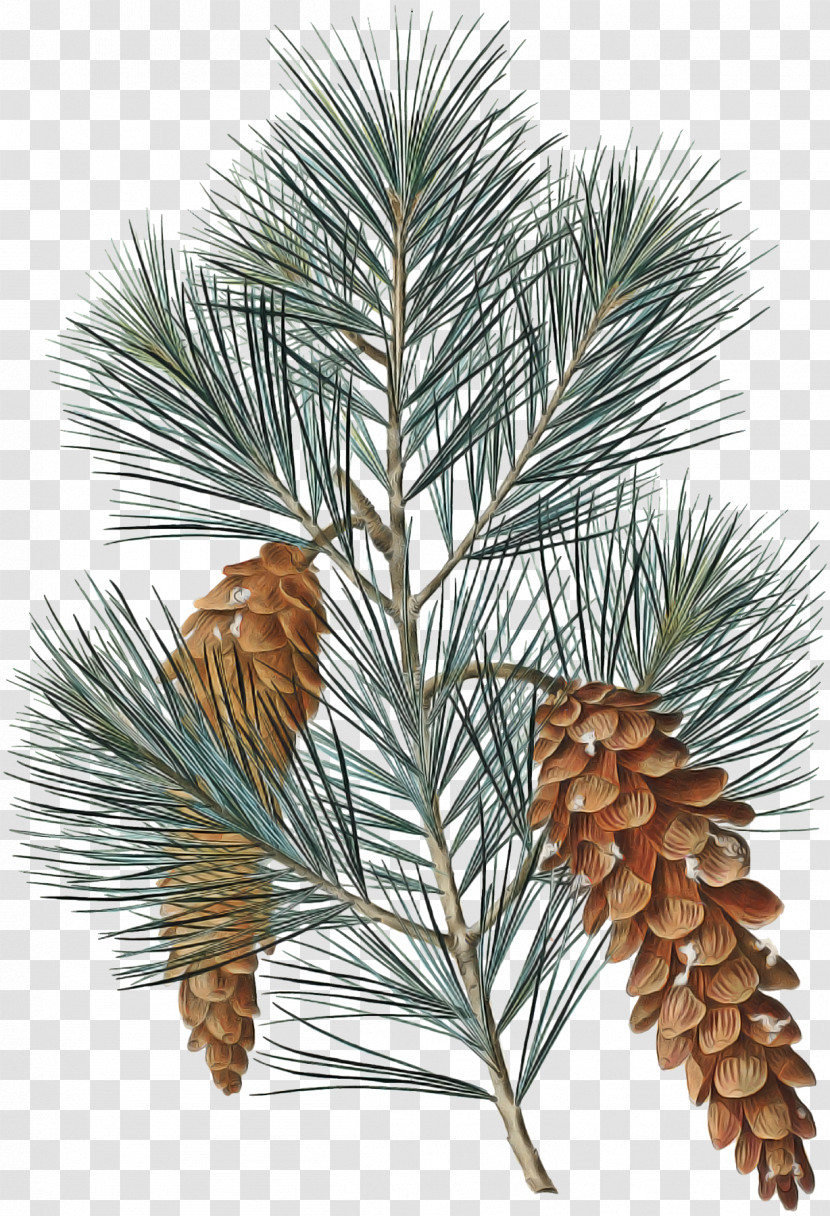 Sugar Pine Columbian Spruce Loblolly Pine White Pine Red Pine Transparent PNG
