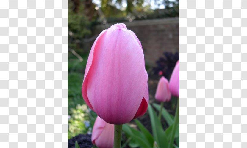 Tulip Pink M Petal - Meadow Transparent PNG