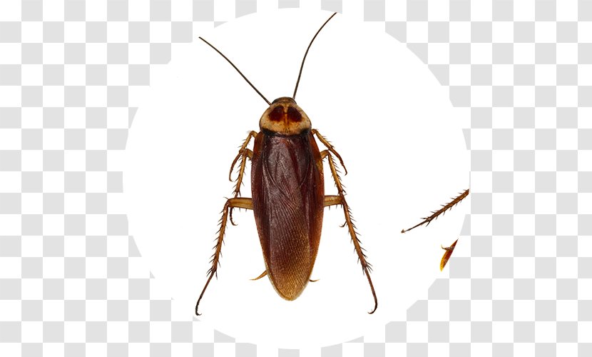 Cockroach Insect Pest Control Stock Photography Transparent PNG