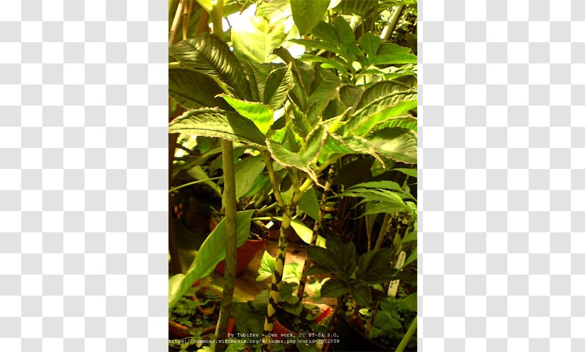 Amorphophallus Bulbifer Konjac Plant Leaf - Sowing Transparent PNG