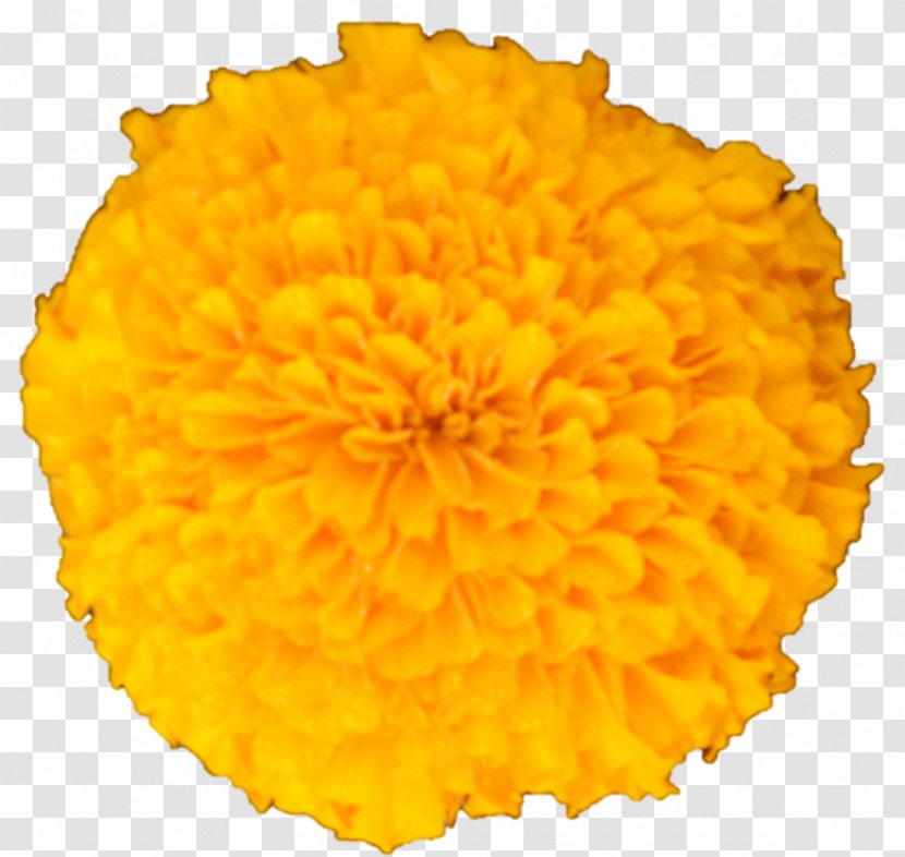 Chrysanthemum Cut Flowers Petal - Flower Transparent PNG