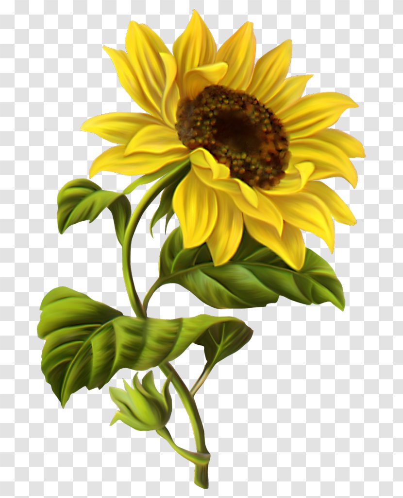 Common Sunflower Drawing Watercolor Painting Sketch - Daisy Family - Vase Transparent PNG