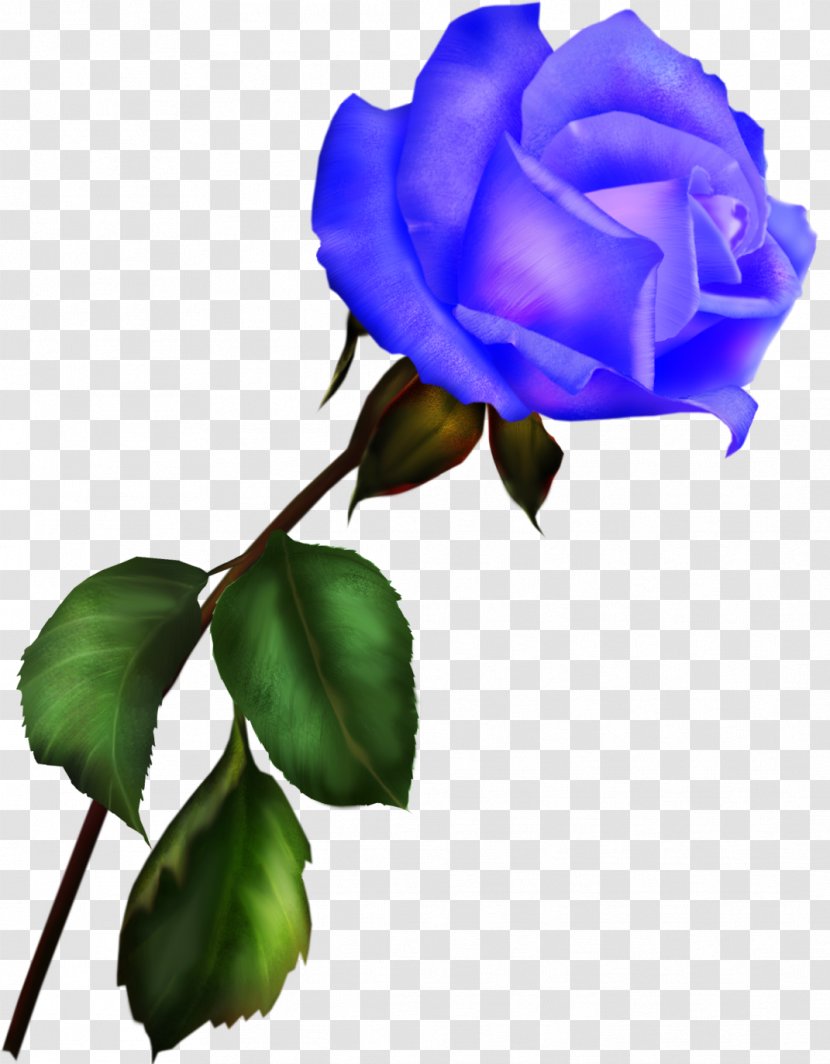Blue Rose Garden Roses Digital Image Clip Art - Purple - Lilac Transparent PNG