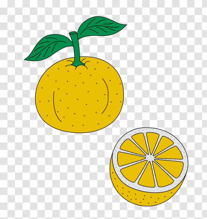 Lemon Citrus Junos Line Clip Art Transparent PNG
