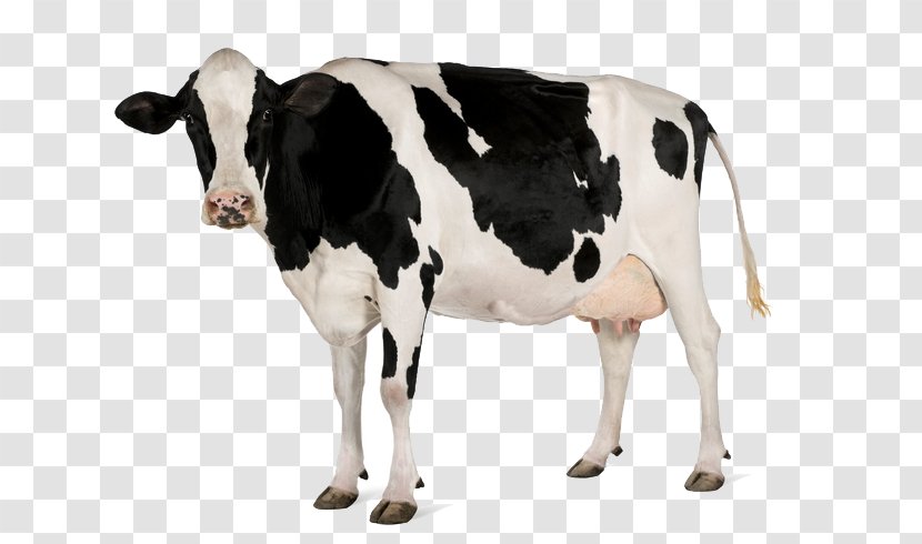 Holstein Friesian Cattle Stock Photography Dairy Feeding Royalty-free - Farming Transparent PNG