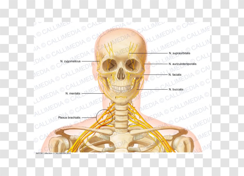 Head And Neck Anatomy Bone Human - Cartoon - Frame Transparent PNG
