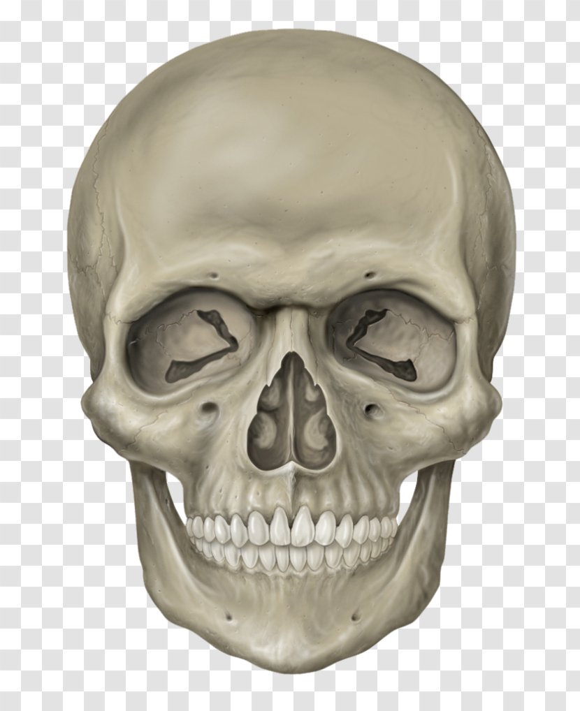 Skull Human Skeleton Clip Art - Neck Transparent PNG