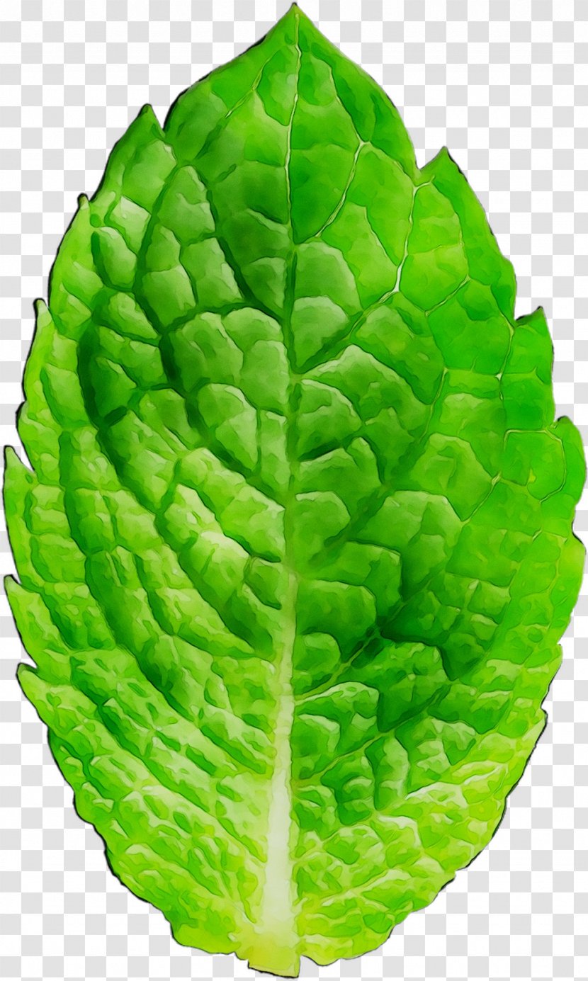 Spring Greens Cabbage Leaf - Green Transparent PNG
