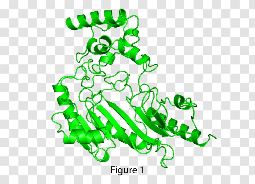 Structural Biology Cell Protein Leaf - Green - DAVULCU Transparent PNG
