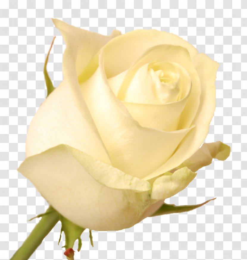Garden Roses Centifolia Floribunda - Rose - White Flower Transparent PNG