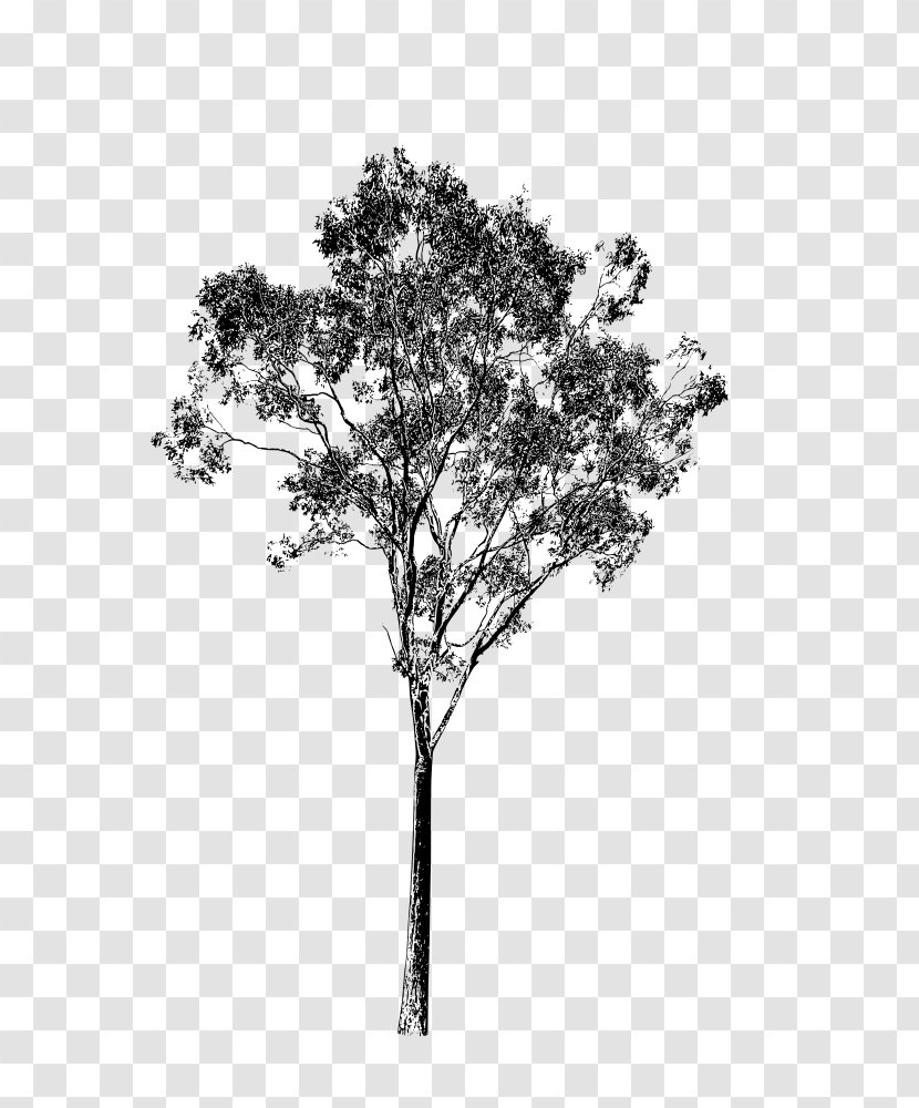 Tree Trunk Drawing - Oak - Twig Transparent PNG