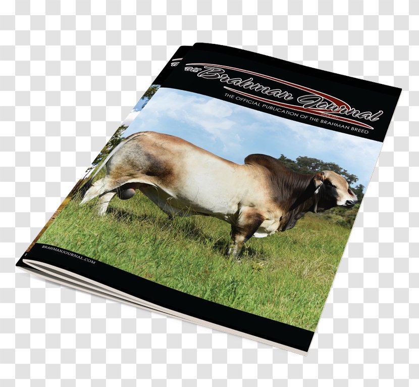 Online Magazine Brahman Cattle 0 - 2016 Transparent PNG