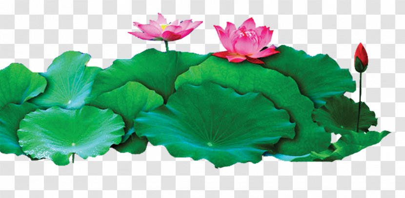 Nelumbo Nucifera Adobe Illustrator Nuciferine Egyptian Lotus - Aquatic Plant - Beautiful Cong Transparent PNG