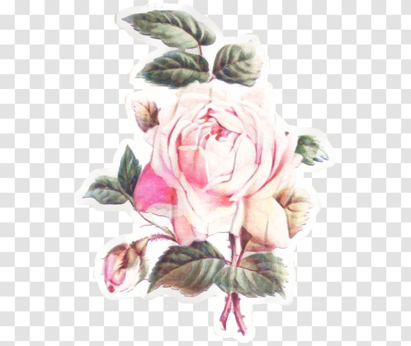 Bouquet Of Flowers Drawing - Pink M - Hybrid Tea Rose Herbaceous Plant Transparent PNG