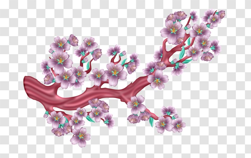 Blossom - Cherry - Plant Transparent PNG