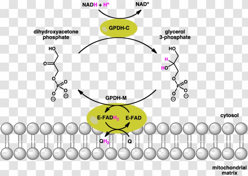 Glycerol-3-phosphate Dehydrogenase Glycerol 3-phosphate Phosphate Shuttle Glyceraldehyde - Text - Shuttlecock Transparent PNG