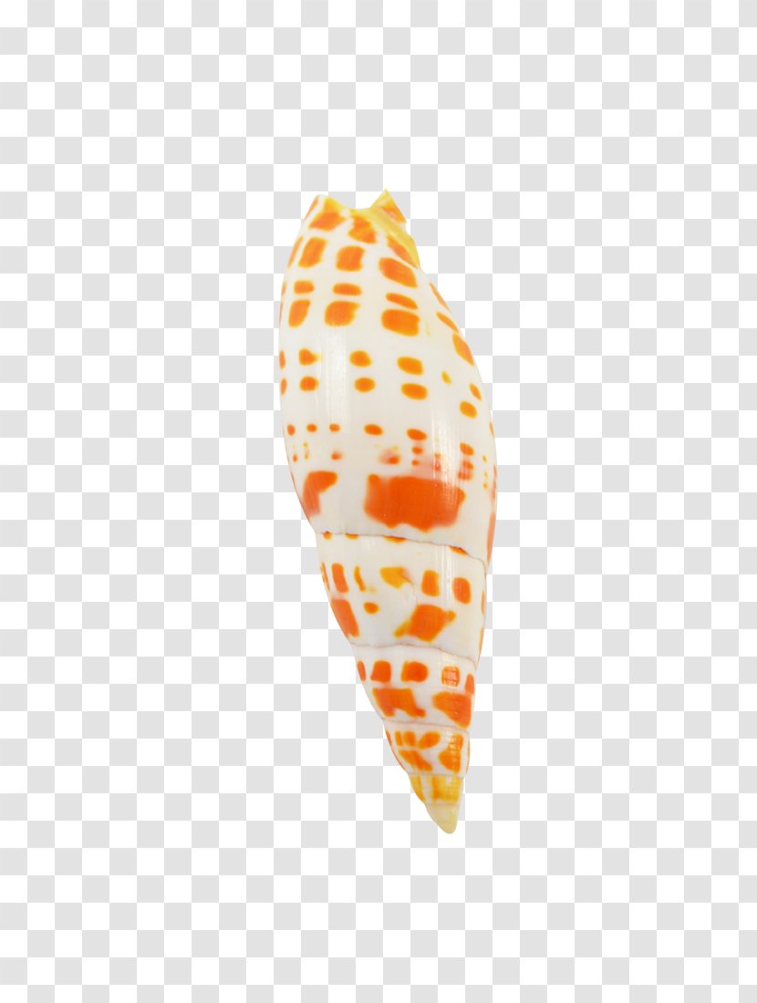 Seashell Mitra Clam Sea Snail - Orange Transparent PNG