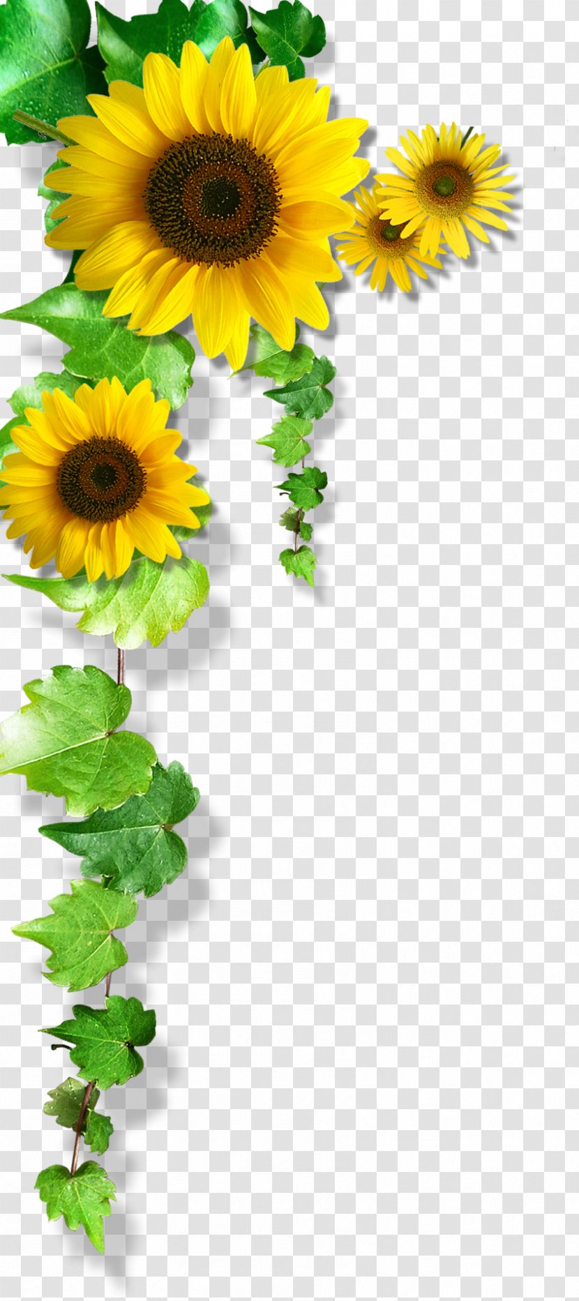 Common Sunflower Download - Yellow Flowers Transparent PNG