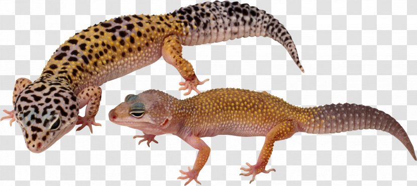 Common Leopard Gecko Lizard Komodo Dragon - Wildlife Transparent PNG