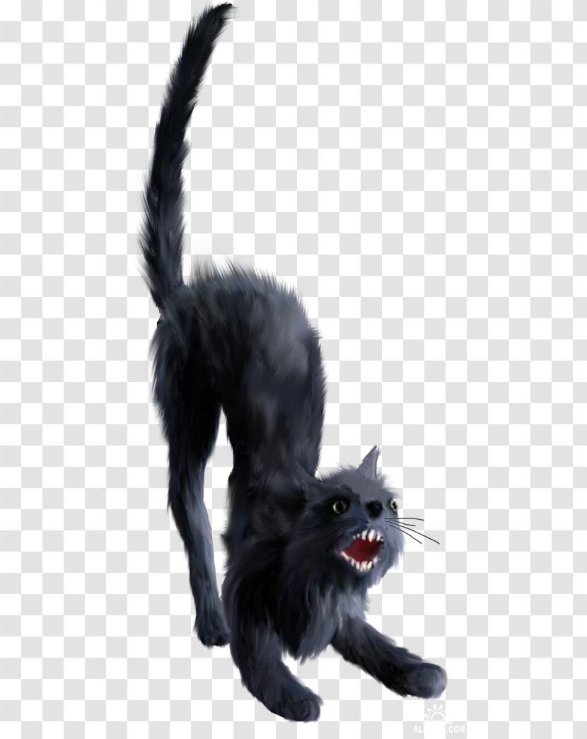 Black Cat Kitten Bombay Whiskers Nebelung Transparent PNG