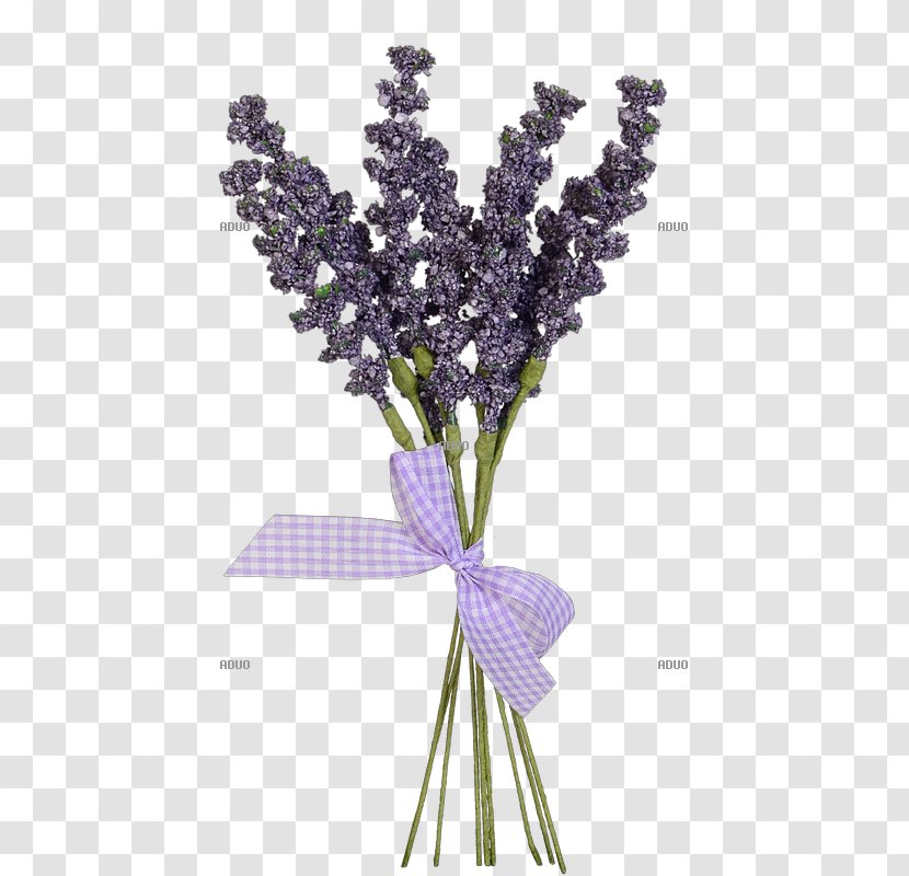 English Lavender Provence Plant Cut Flowers Lilac Transparent PNG