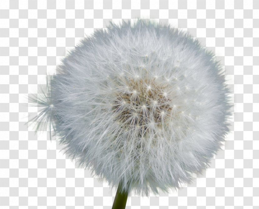 Common Dandelion Pissenlit Der Löwenzahn: (Taraxacum Officinale) Pixabay - Seed - Flower Transparent PNG