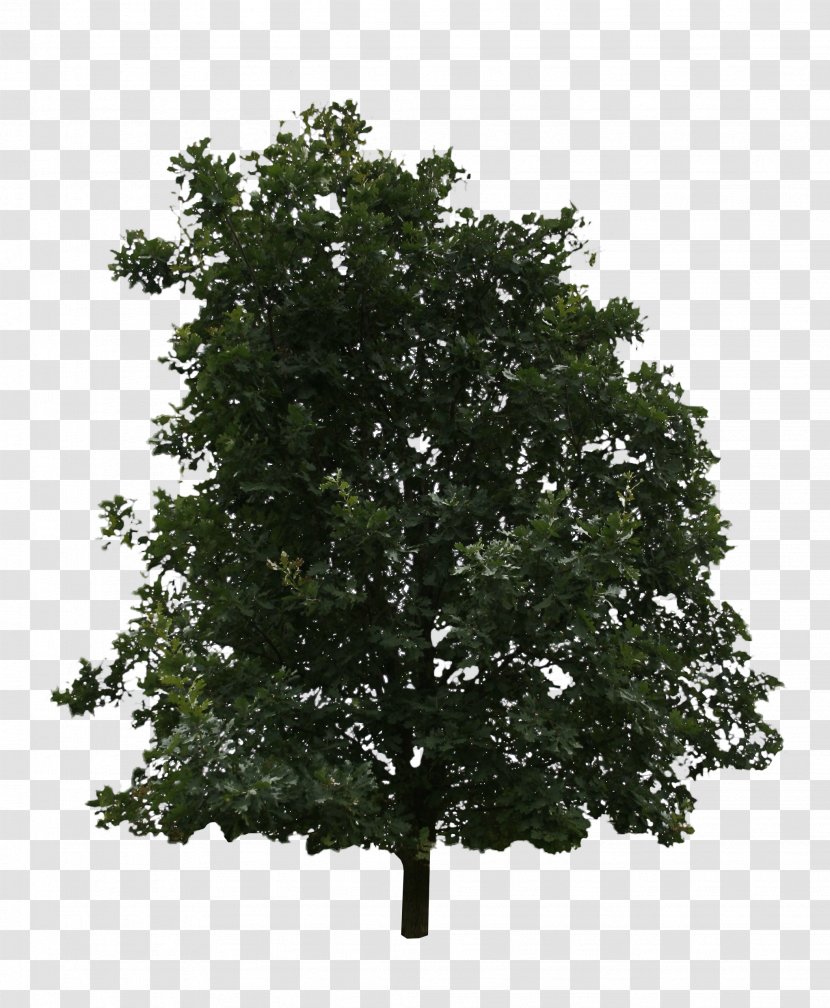 Oak Shrub Tree Branch American Holly - Flower Transparent PNG