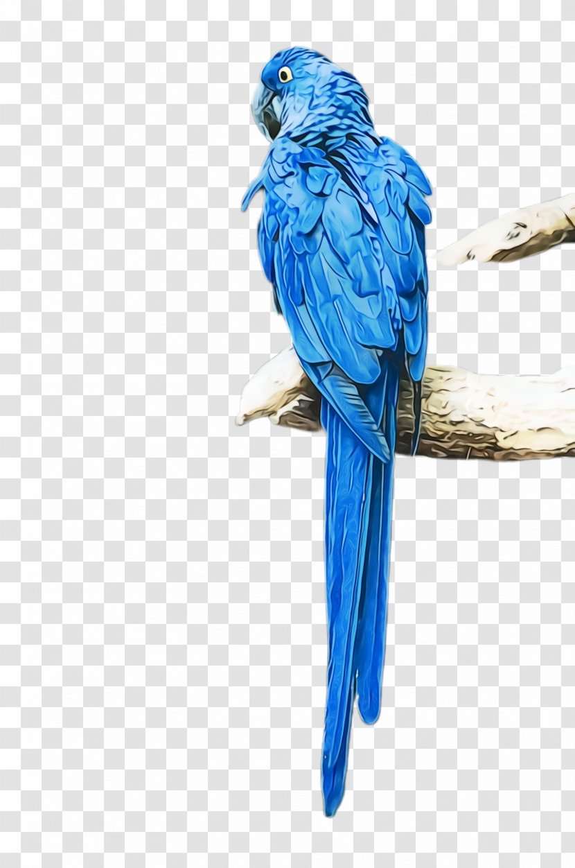 Colorful Background - Bird - Wing Mountain Bluebird Transparent PNG