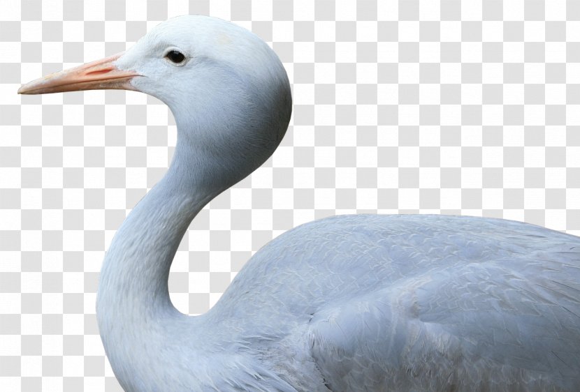 Water Bird Crane Goose Seabird - Cygnini - CRANE BIRD Transparent PNG