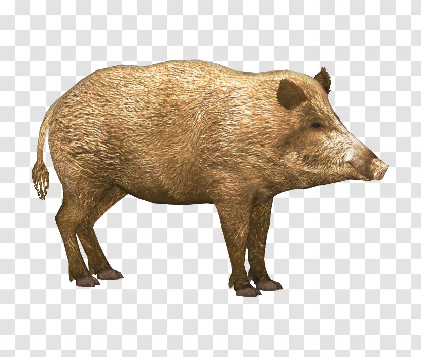 Wild Boar Icon - Mammal Transparent PNG
