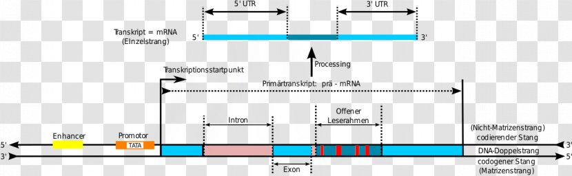 Briefings In Bioinformatics Vector NTI Document - Cartoon - Dna Core Transparent PNG
