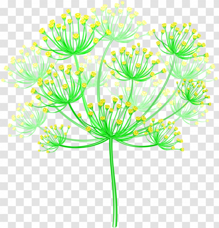 Inflorescence Flower Presentation Poster - Daisy Family - Dill Transparent PNG