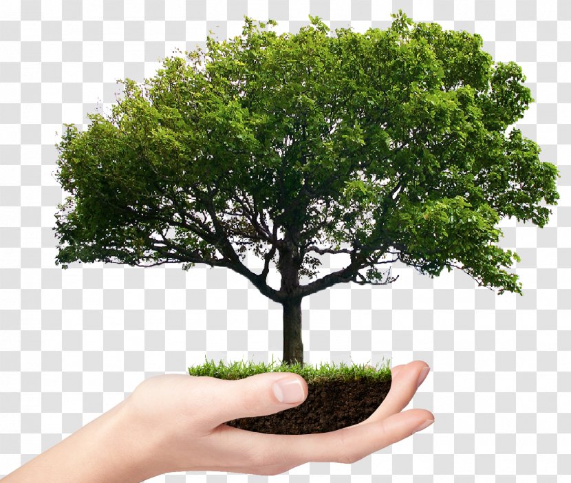 Stock Photography Tree Branch - Grove Transparent PNG
