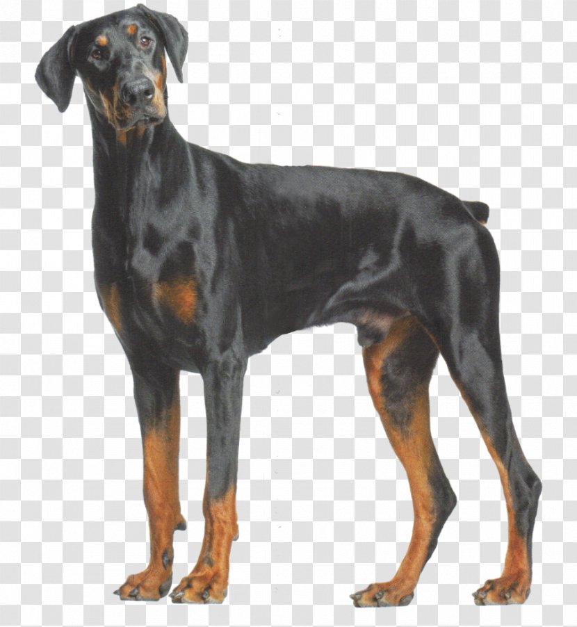 Dobermann The Doberman Pinscher American Akita Training AAA Akc Think Like A Dog But Don't Eat Your Poop! Here's Exactly How To Train Boxer - Breed Group Transparent PNG