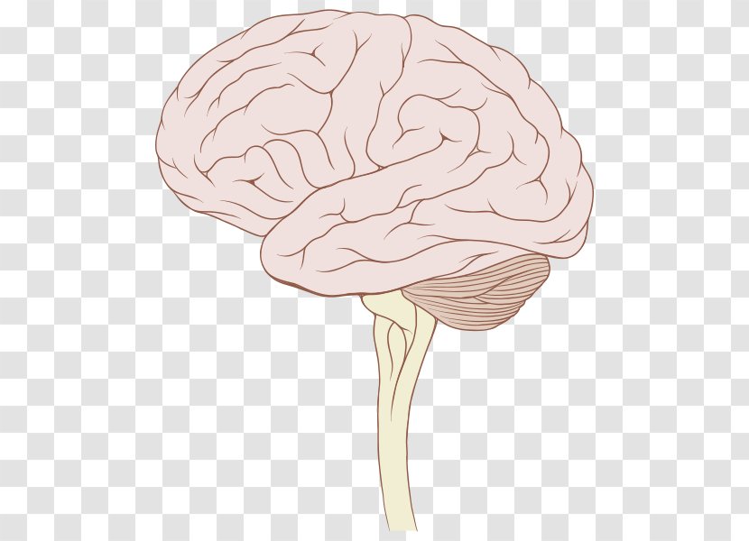 Brainstem Human Brain Tumor Stem - Flower Transparent PNG