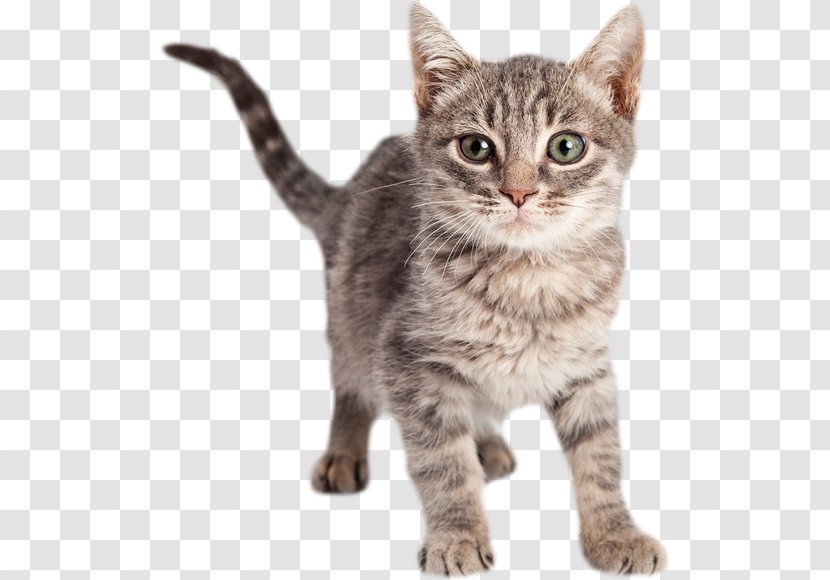 Dragon Li American Shorthair Kitten California Spangled European - Cat Like Mammal Transparent PNG