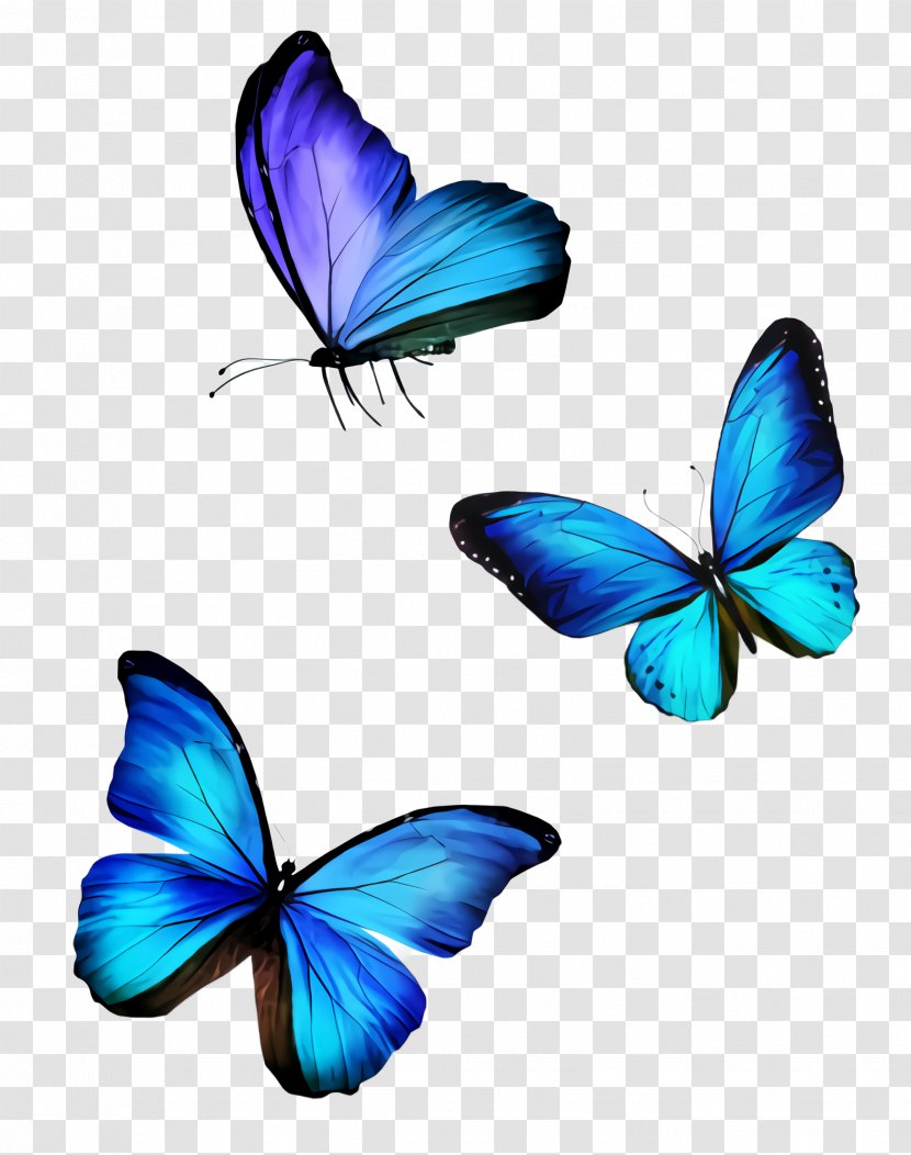 Butterfly Insect Blue Moths And Butterflies Azure - Wing Lycaenid Transparent PNG