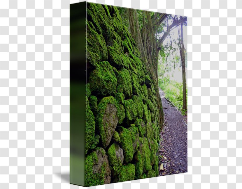 Gallery Wrap Vegetation Biome Canvas Art - Wall Moss Transparent PNG