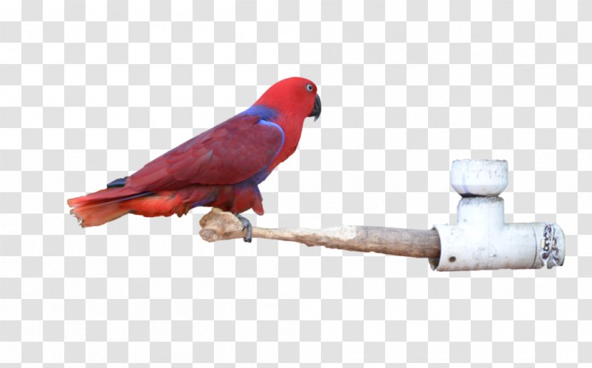 Macaw Parakeet Beak Feather Transparent PNG
