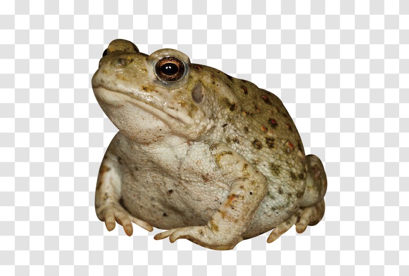Colorado River Toad Aphrodisiac Frog - Animal - Palpitate Transparent PNG