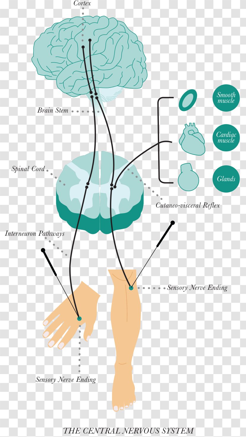 Evidence-based Acupuncture Health Therapy - Frame - Nervous System Transparent PNG