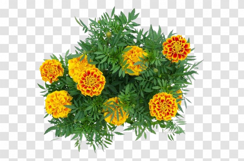 Mexican Marigold Calendula Officinalis Flower - Annual Plant Transparent PNG