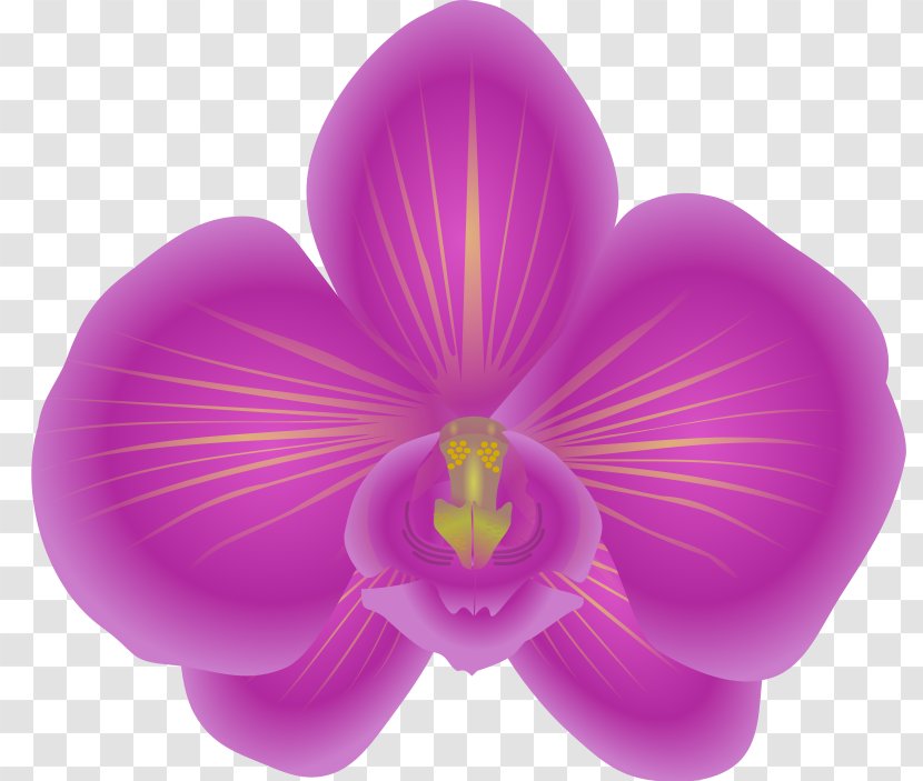 Orchids Free Content Clip Art - Moth - Orchid Cliparts Transparent PNG
