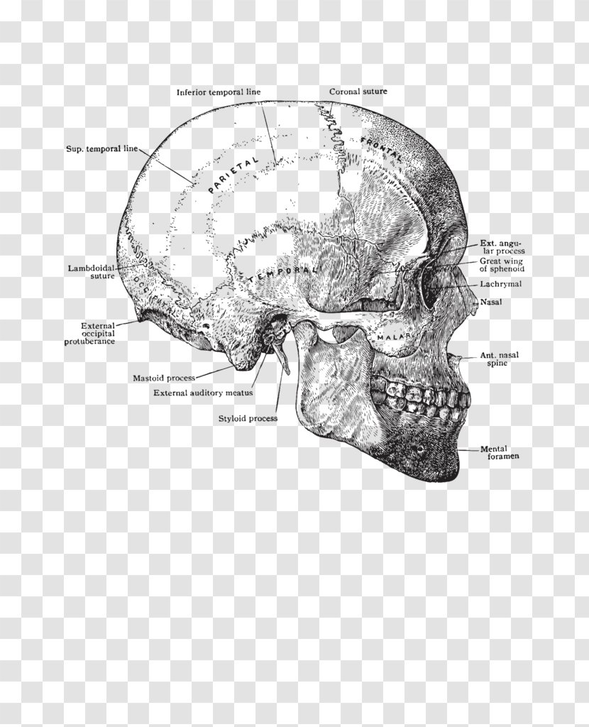 Skull Anatomy Human Body Head Torso - Tree Transparent PNG