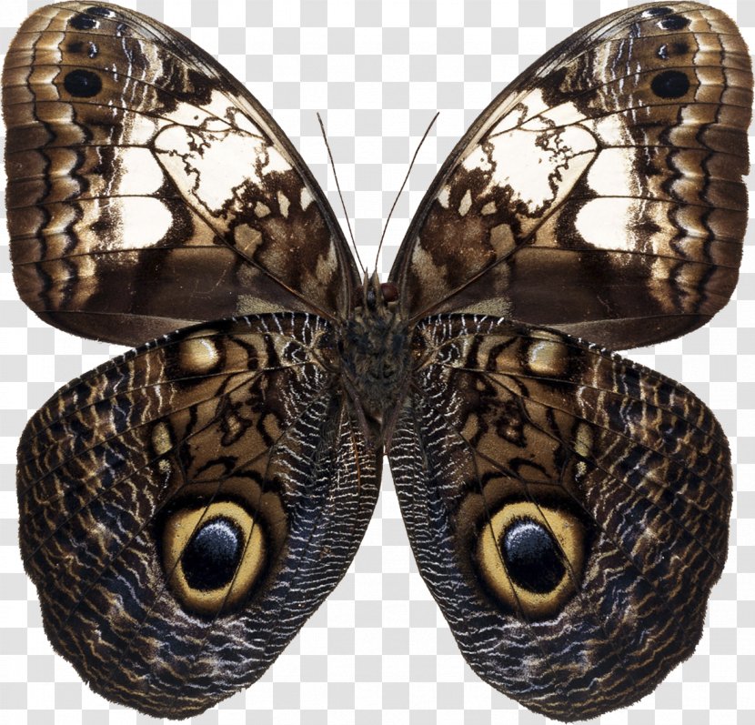 Owl Butterfly Insect Moth - Butterflies And Moths - Blue Transparent PNG