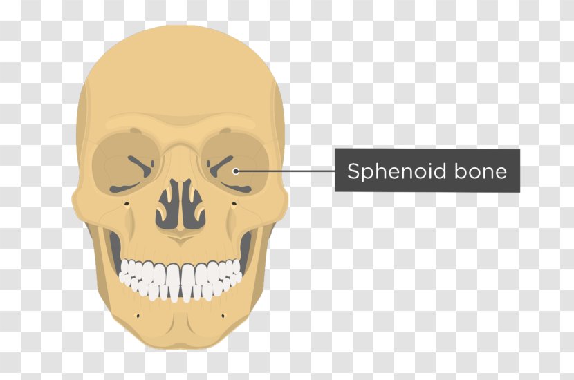 Vomer Ethmoid Bone Lacrimal Anatomy - Skeleton - Skull Transparent PNG