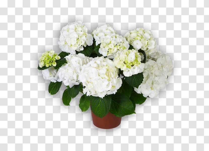 Hydrangea Cut Flowers Saxon Floral Design - Flower Transparent PNG
